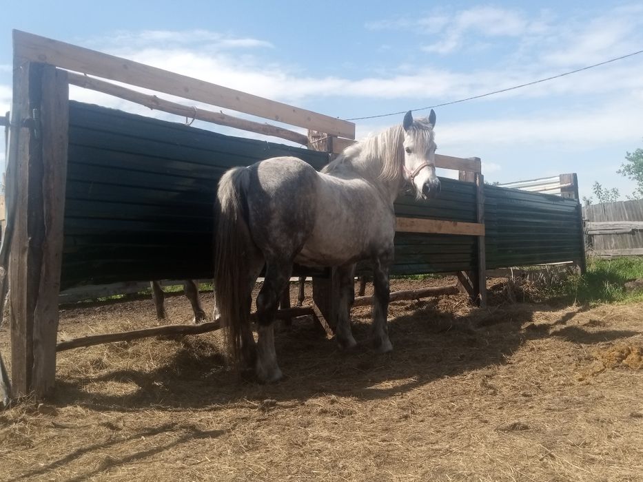 Продам кобылу породы першырон