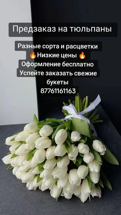 Белорусские крупные тюльпаны