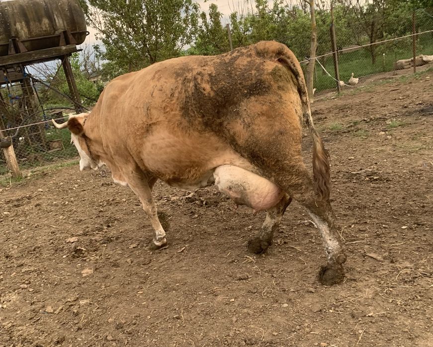 Vand vaca baltata