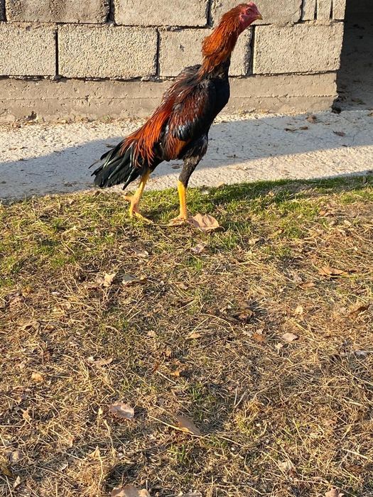 Дакан бойцовский шоже