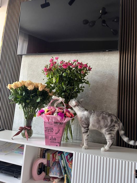 Отдаю кота в заботливые и добрые руки