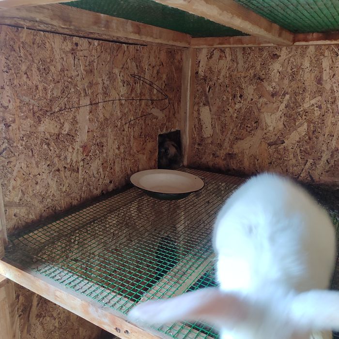 Quyonga in.Holati yangi .