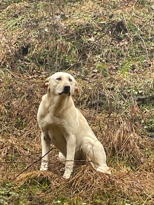 Catel de talie mare , frumos și iubitor.