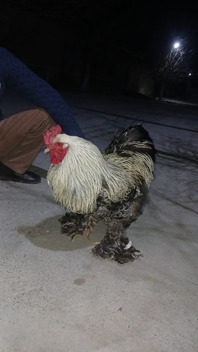 Xo'roz петух.              ,