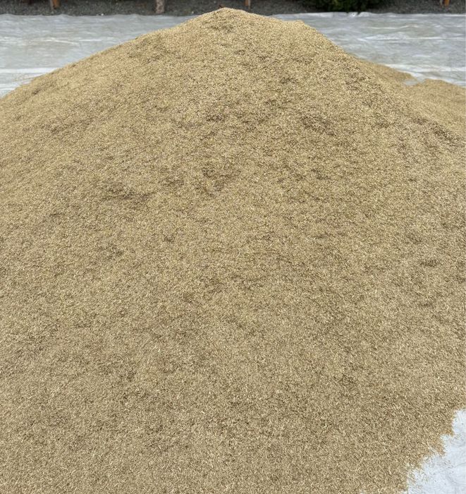 Sămânță de lolium