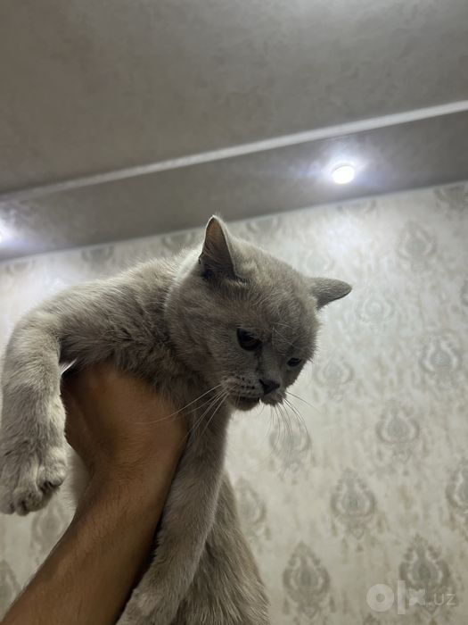 ayol mushik sotilladi 1 yosh