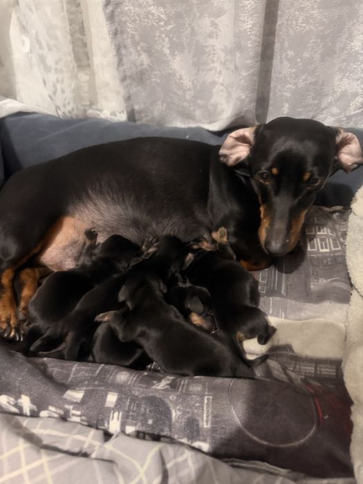 Щенки таксы чистокровные