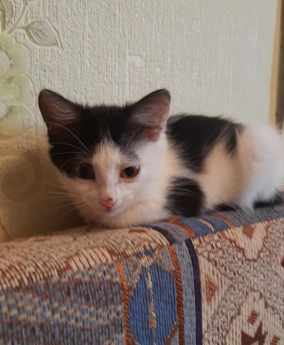 Отдам котят в хорошие руки