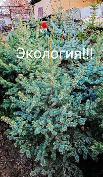 Голубые ели исправят экологию!