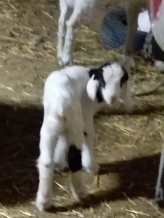 Лақ 18мың теңгеге