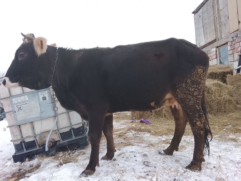 Vând junică cu primul vițel vine cu al doilea vițel este gestantă