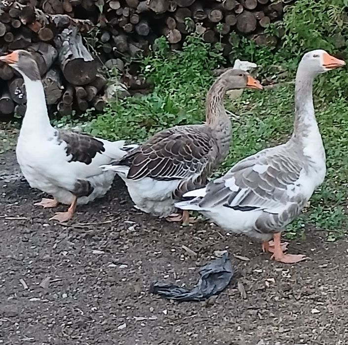Vând gâște și bibilici