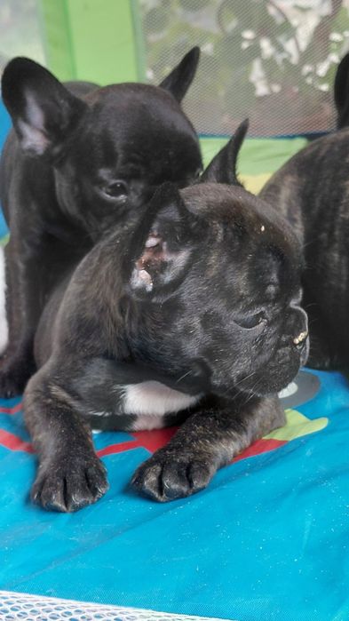 Френски булдог-булдочета