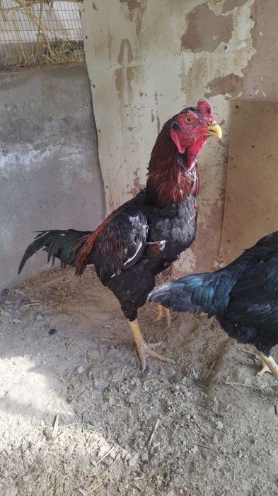 Xoʻroz
Xoʻroz tozza kares tullek
Tovuq yapon shamo joʻja tuxumda na