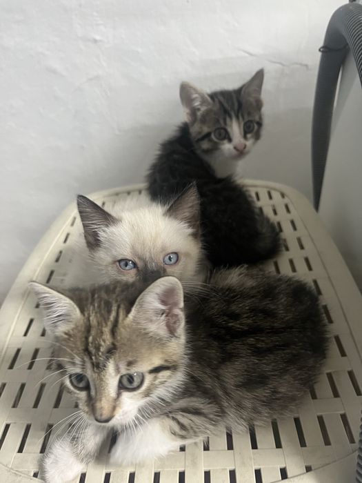 Отдаю котят даром,2 месяца