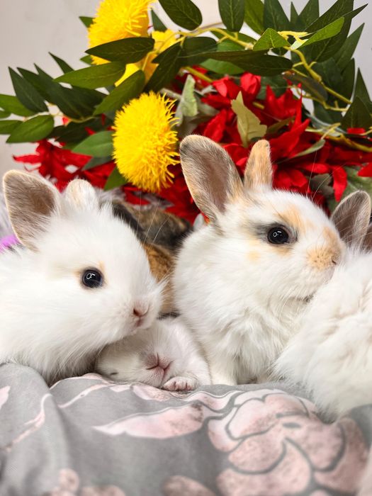 Декоративные кролики