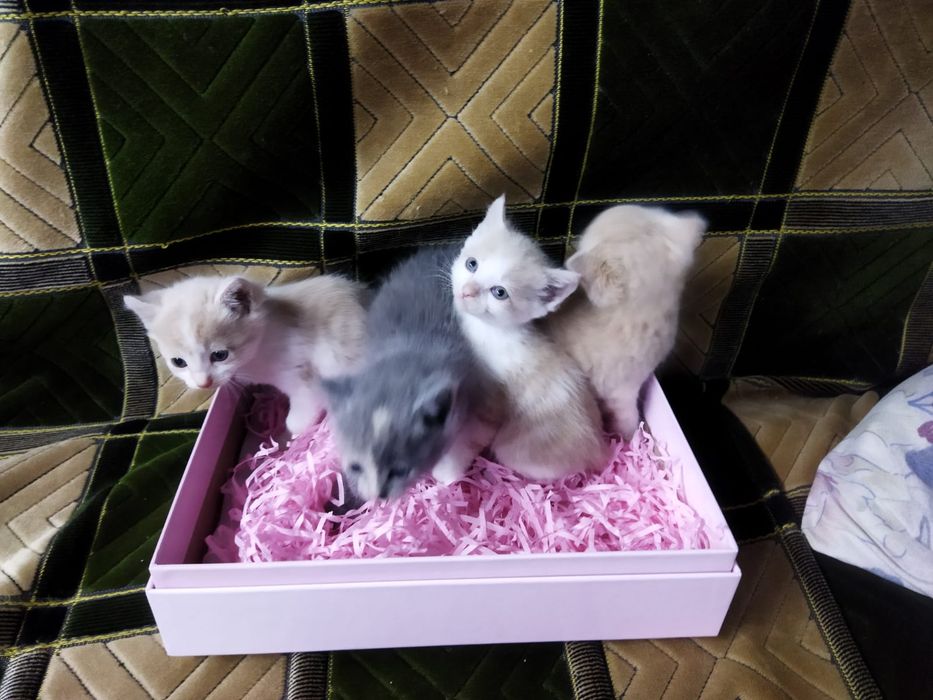Котята на бронирование!