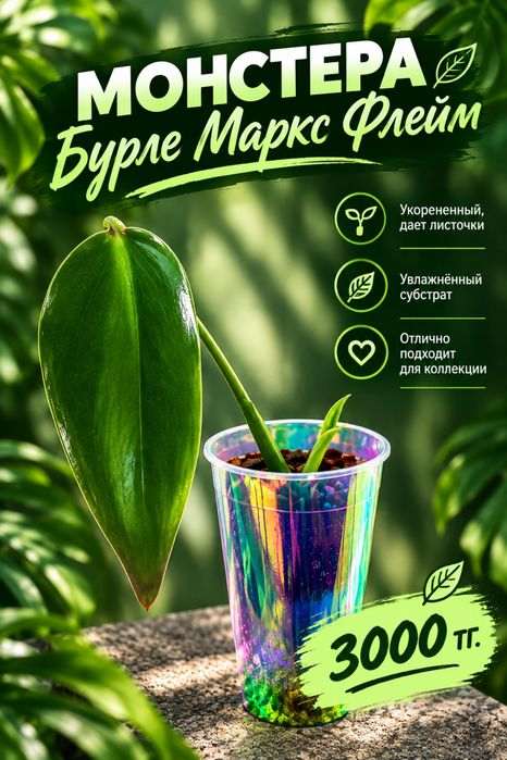 Эпипремнум, Альба, Бурле Маркс Флей, Монстера