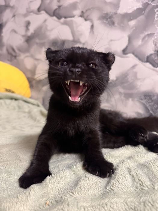 вислоухий котенок