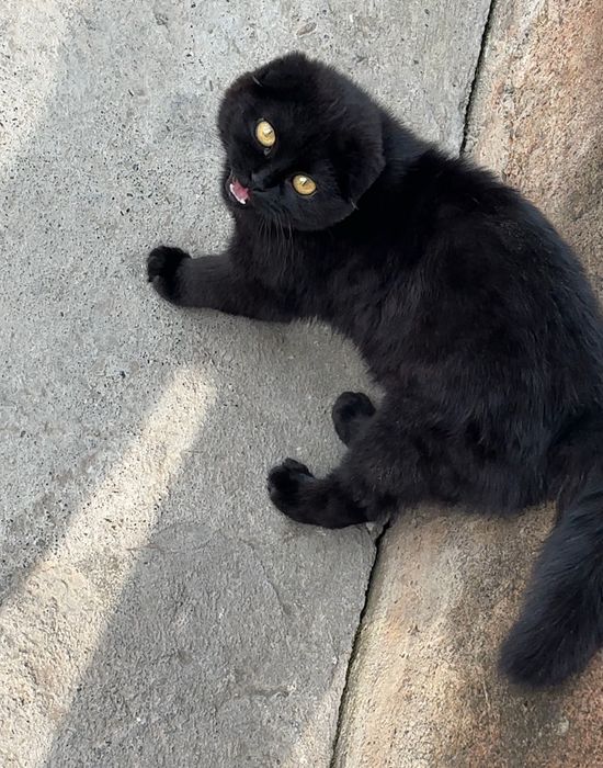 Voyeurlarning erotik fotosuratlari