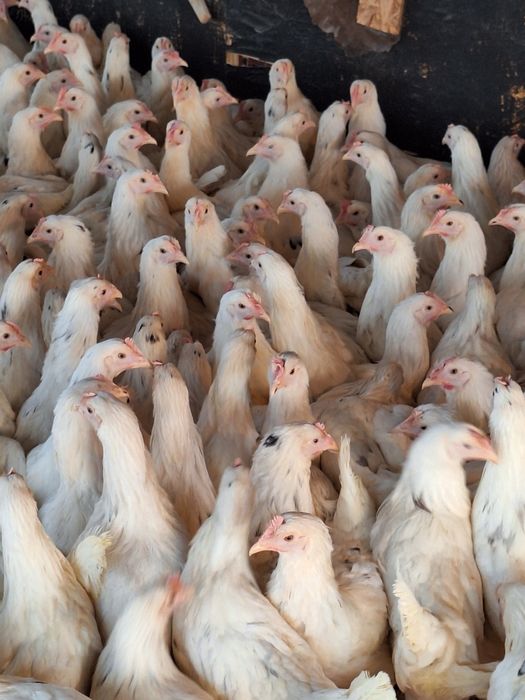 Куры несушки Коррал  Ник