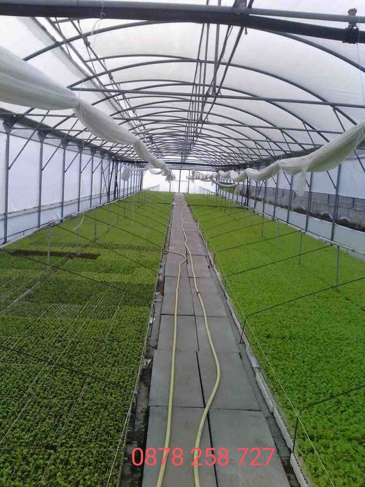 Продавам разсад за Пипер,Домати,Краставици и др.