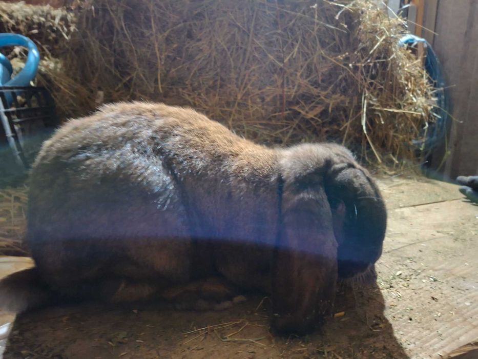 Asi schimba femela berbec german agouti/ femela urias german galben