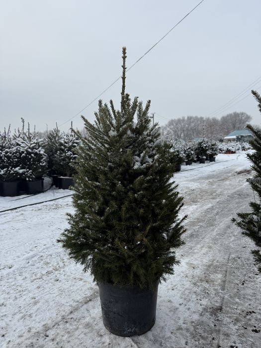 Продам Ель обыкновенную