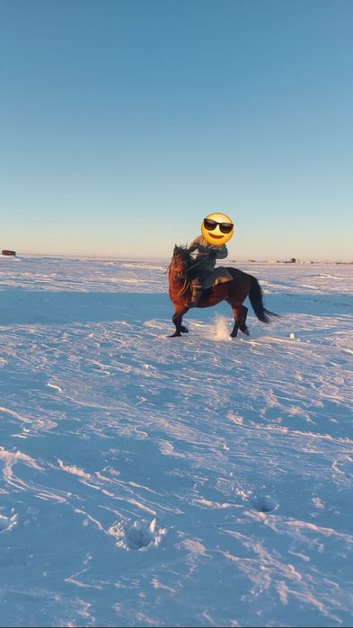 Племенной кушумский жеребец