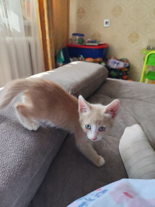Котята от мышеловки