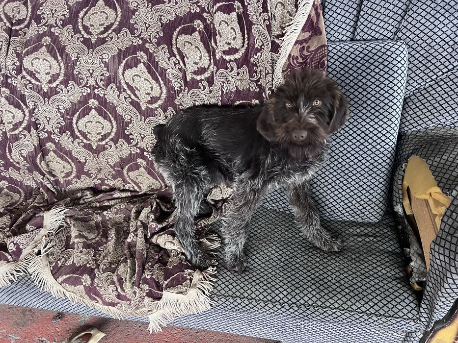 Щенок  Дратхаара