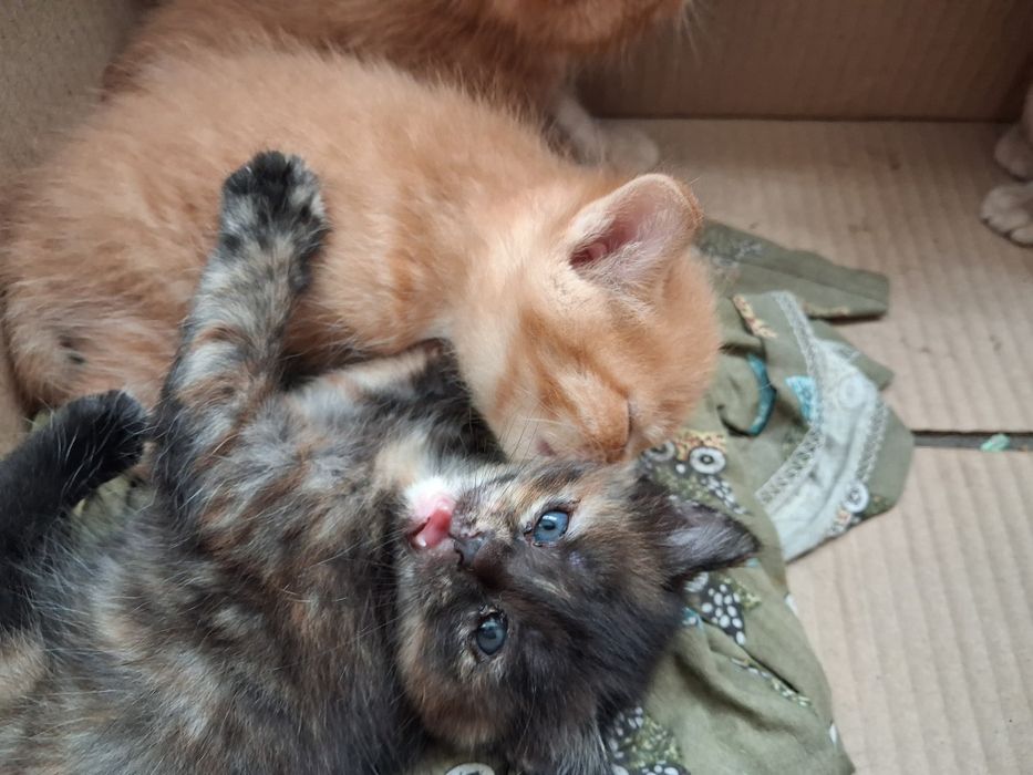 .. Рыжие котята .