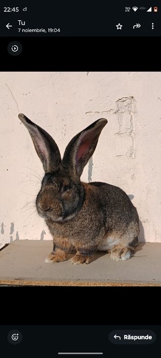 Masculi uriaș german