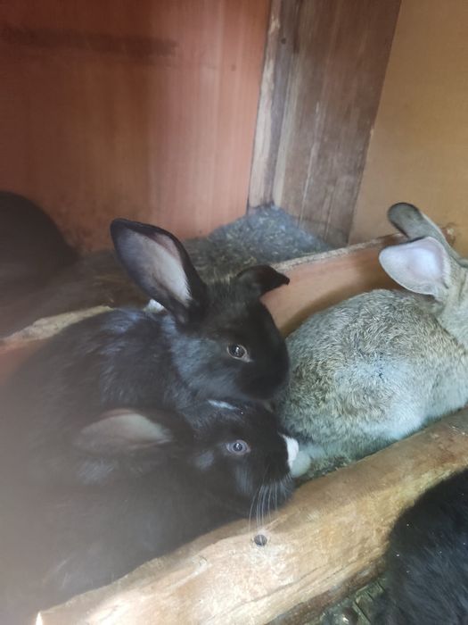 Крольчата 1,5 месячные