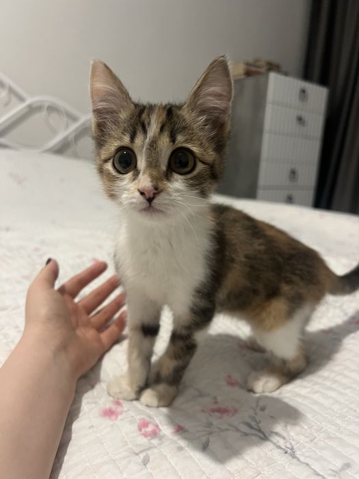 Отдам кошечку в хорошие руки