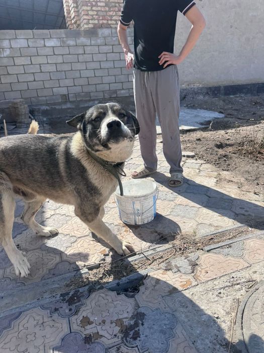 Отдам в хорошие руки