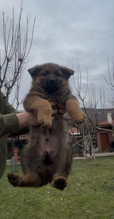 Чистокръвни Немски Овчарки