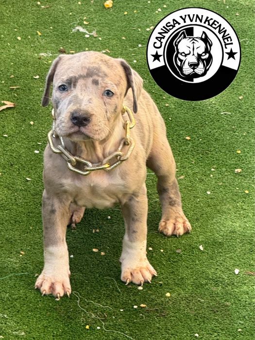 Femela amstaff blue merle