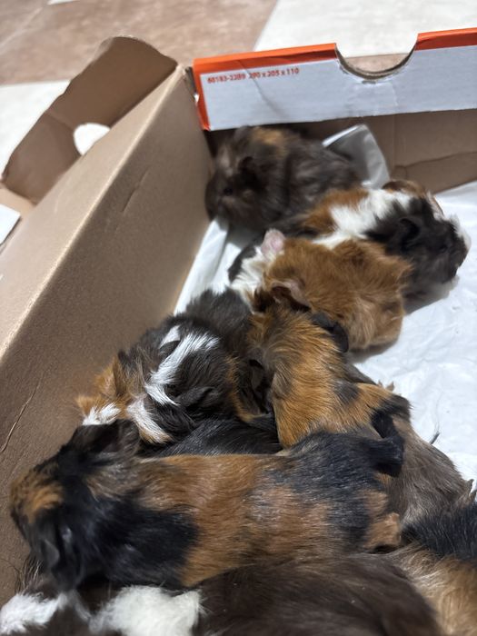 Porcusori de guineea