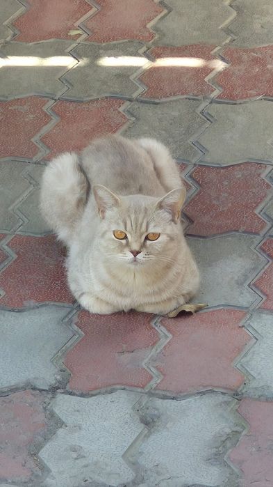 Кошечка отдаётся в хорошие руки.