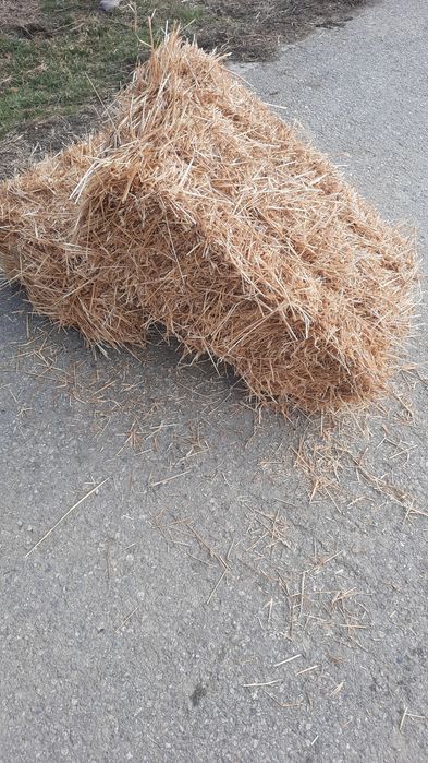 ‼️Baloti de paie de grâu‼️ Ofer și transport contra cost‼️