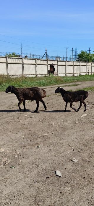 продам Гиссарского кошкара