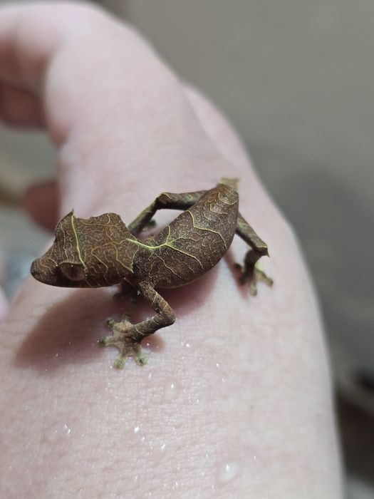 Uroplatus ebenaui, spear point leaf tail gecko