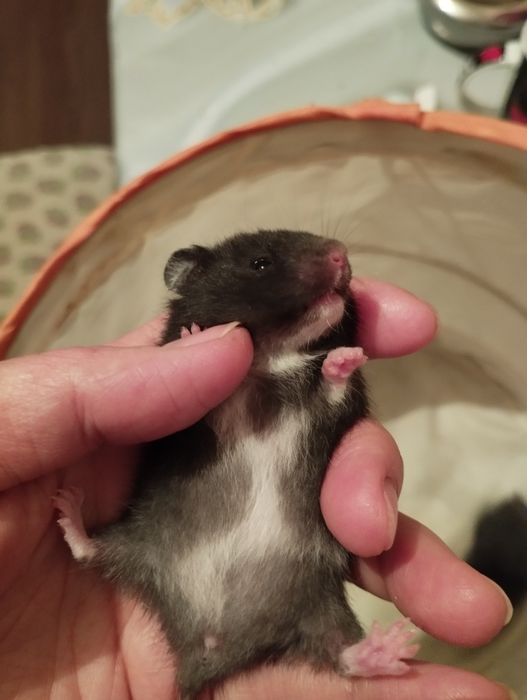 Домики,поилки,контейнеры для хомячков