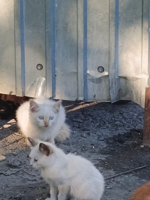 Котята срочно ищут дом