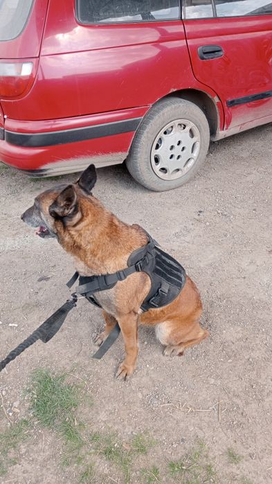 Бельгийская овчарка нужын кабель жених.