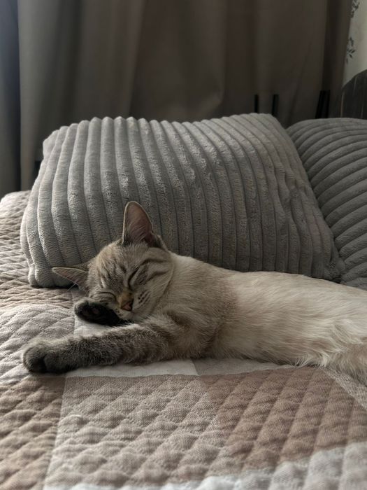 Отдам кота в добрые руки