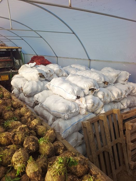 Țelină de vânzare