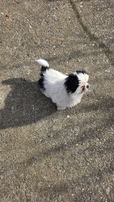 Мъжки пекинез   .