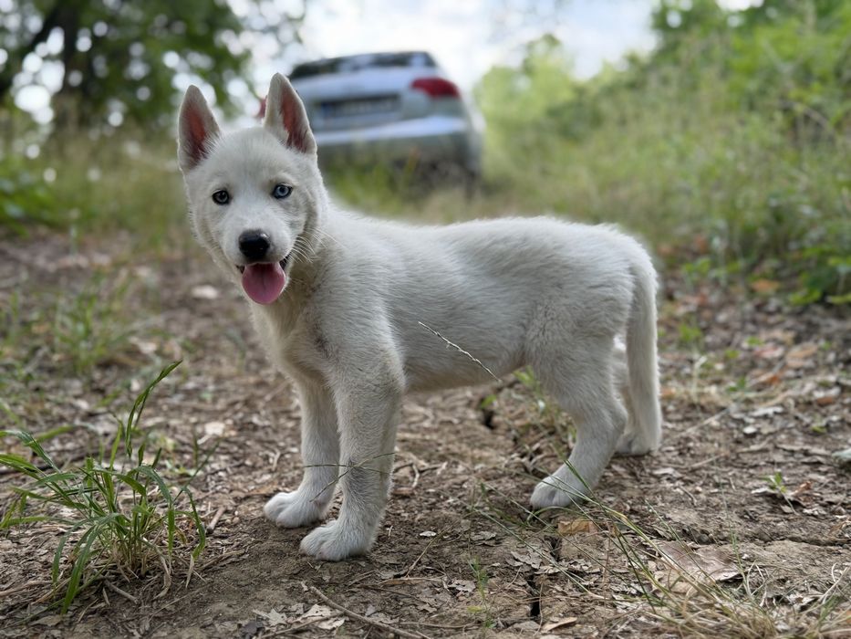 Femela husky siberian!